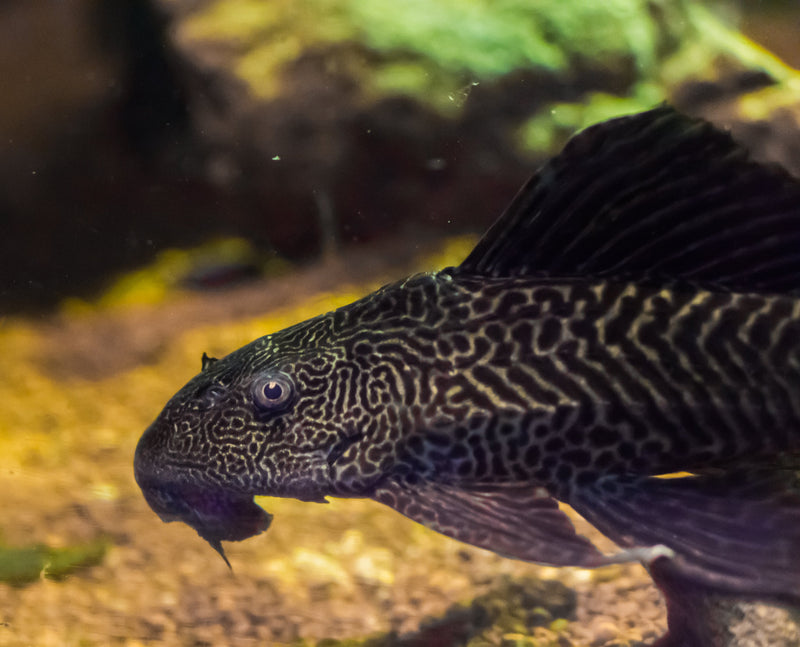 Plecos