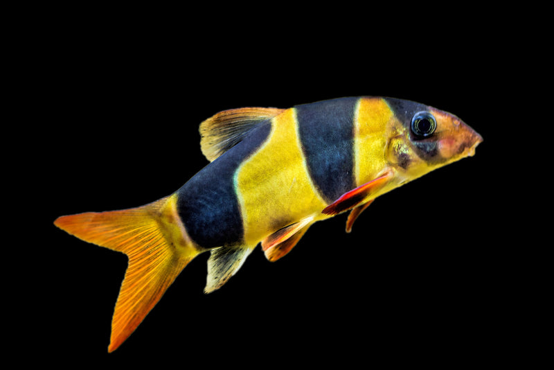 Loaches