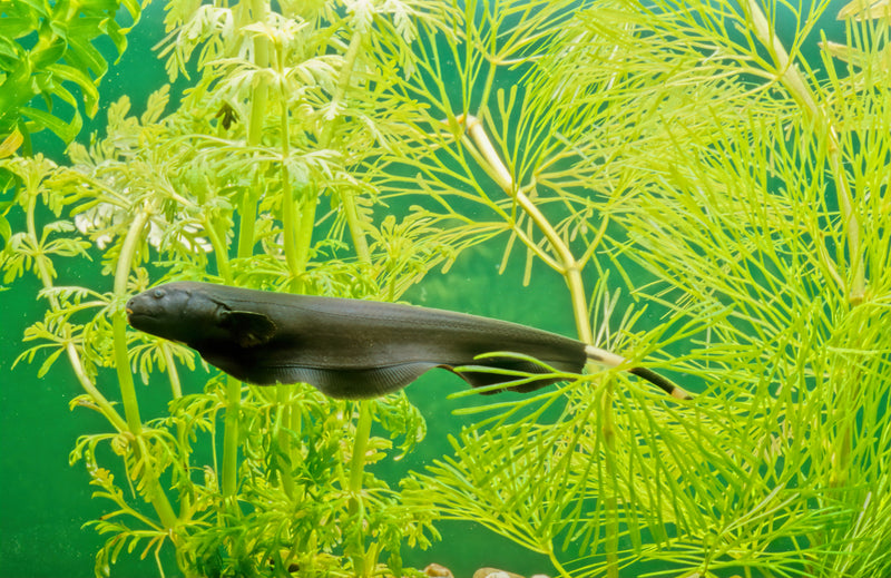 Oddball Fish