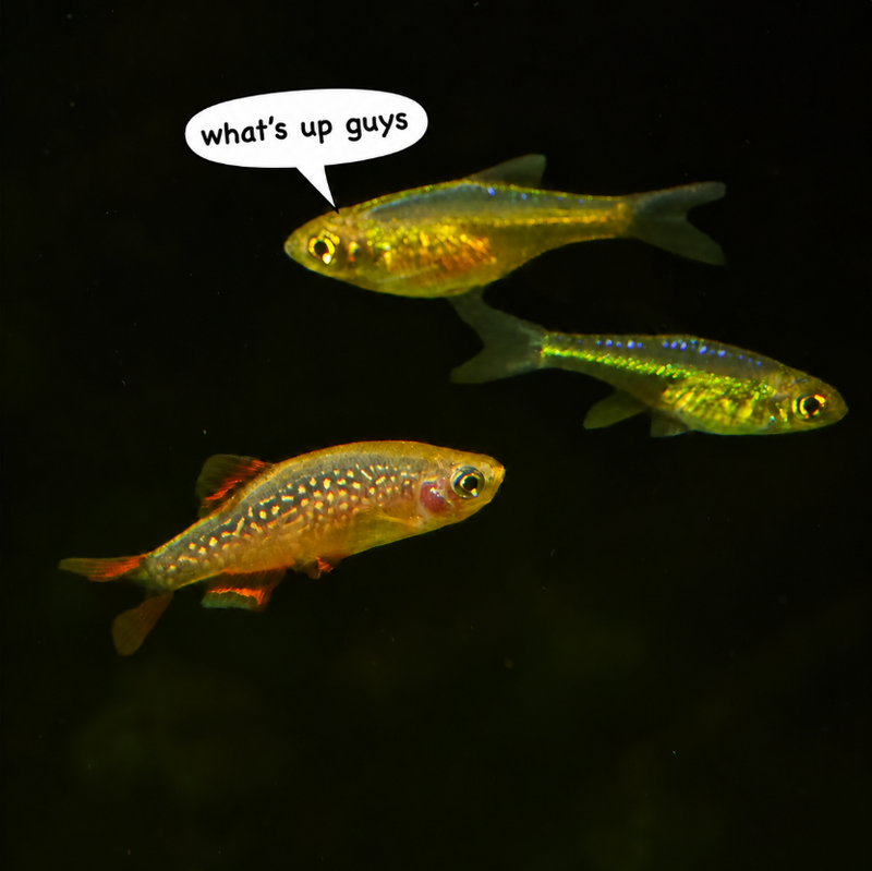 Nano Fish