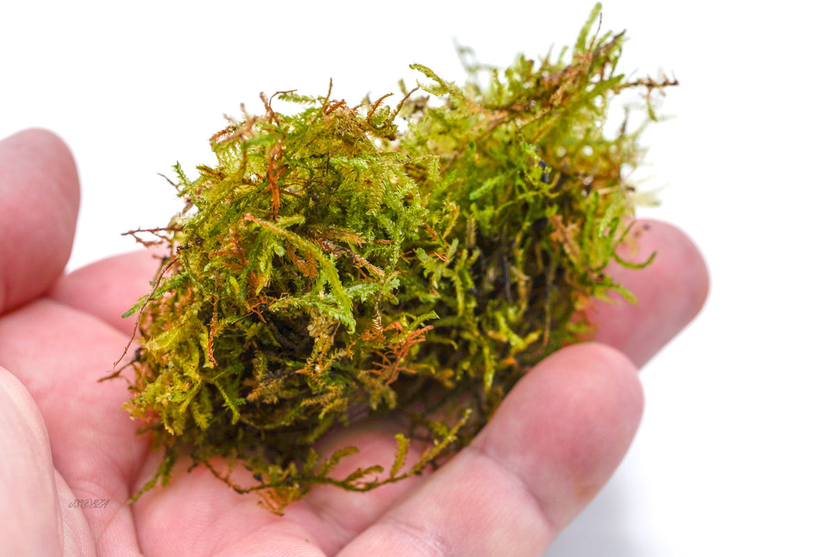 Java Moss held in an open palm for scale.