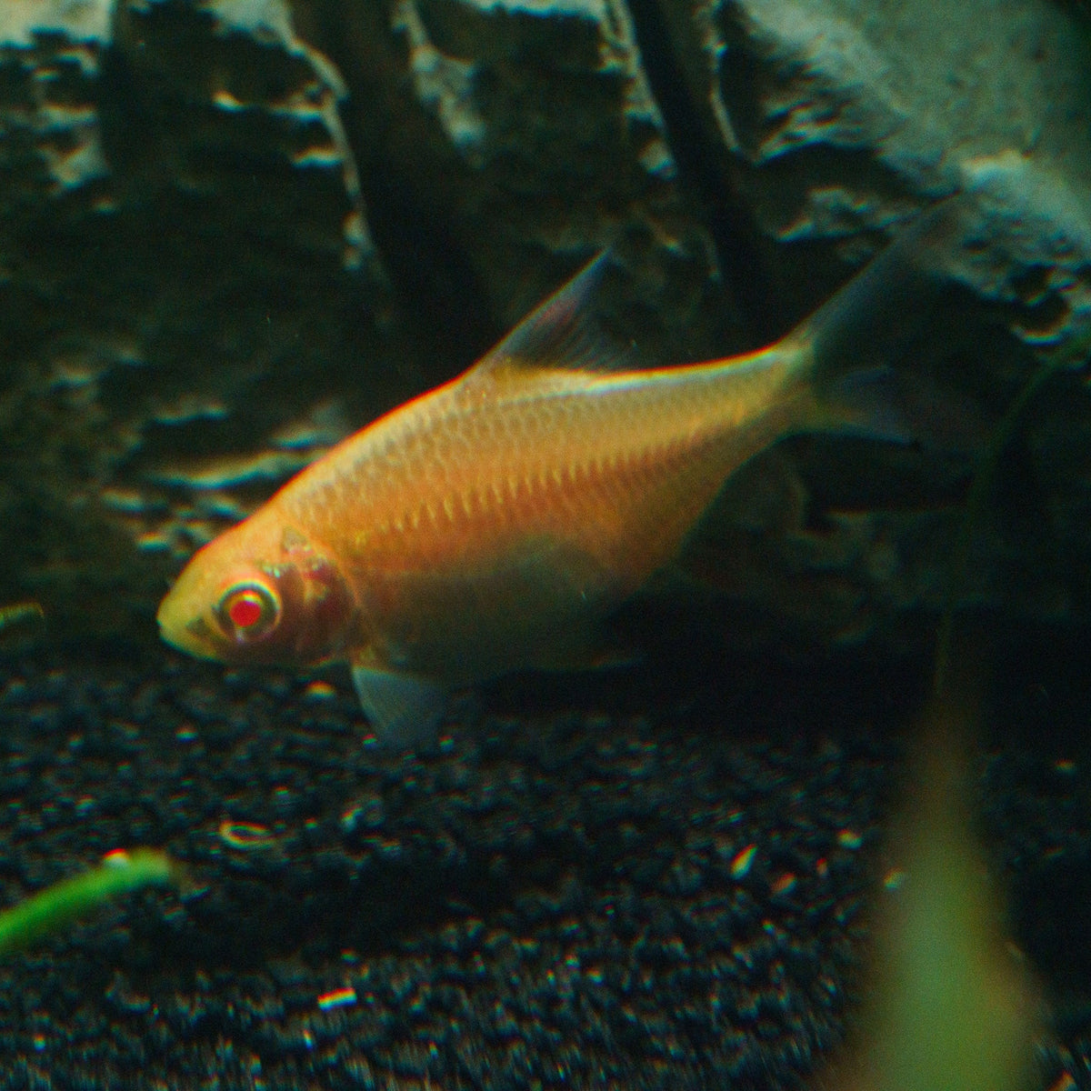 Barbs