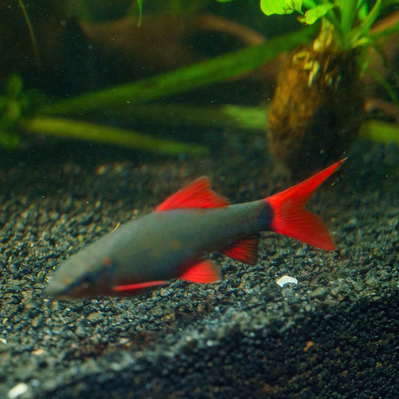 Cyprinids