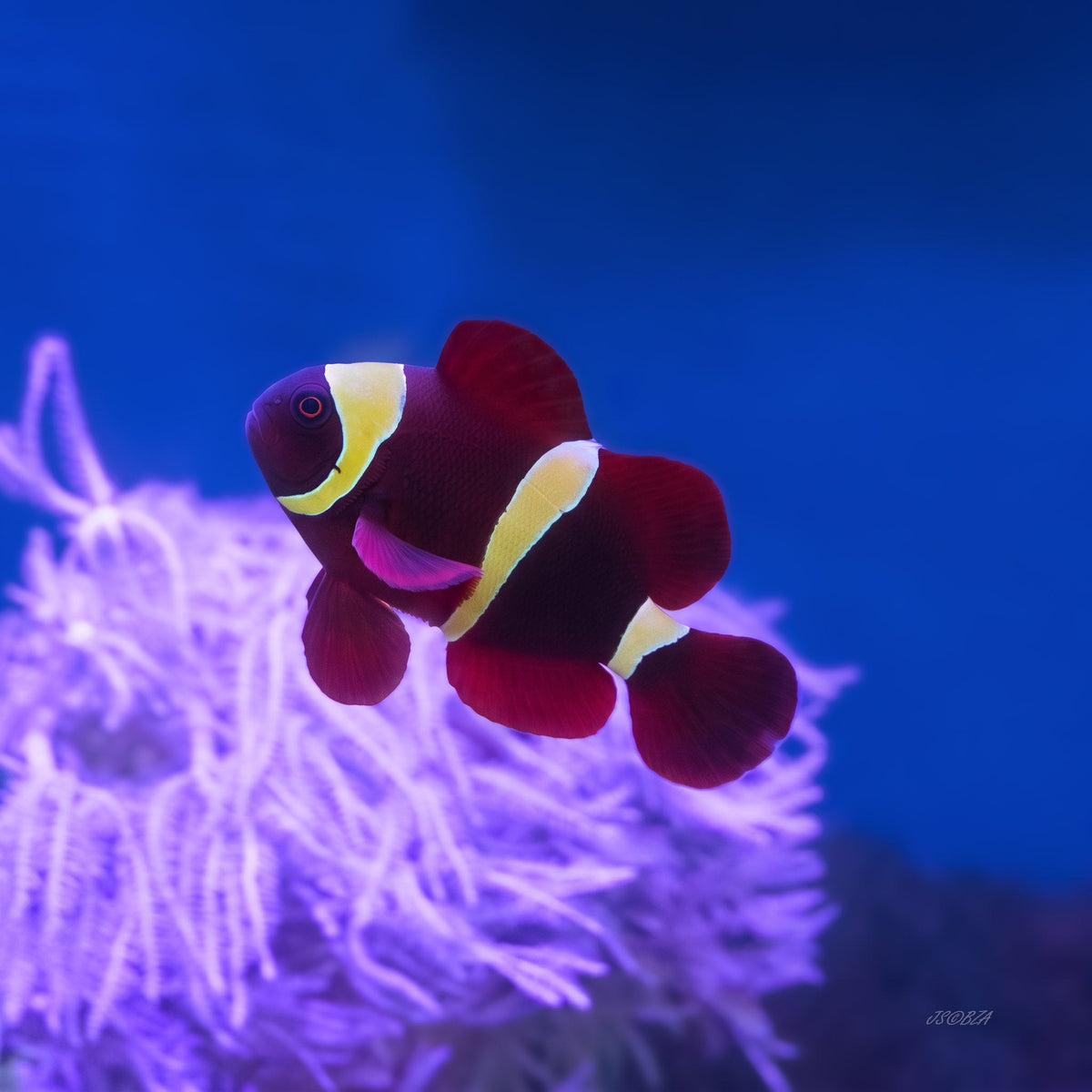 Saltwater Fish