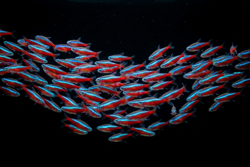 Tetras