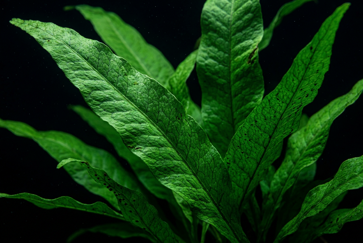 Java Fern
