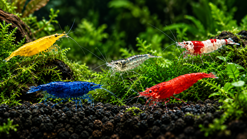 Freshwater Shrimp