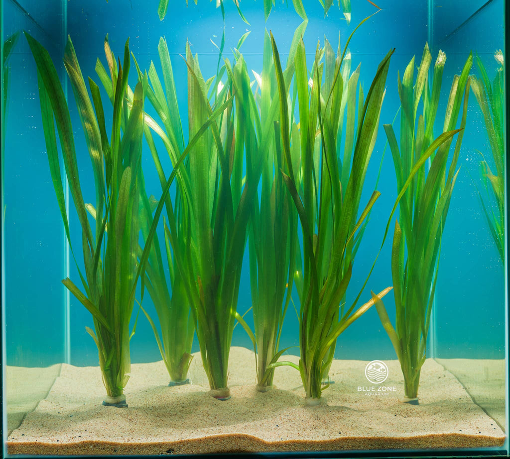 Vallisneria Gigantea live aquarium plant
