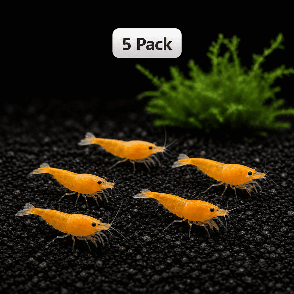 Orange Sunkist shrimp 5 pack on black substrate in planted aquarium