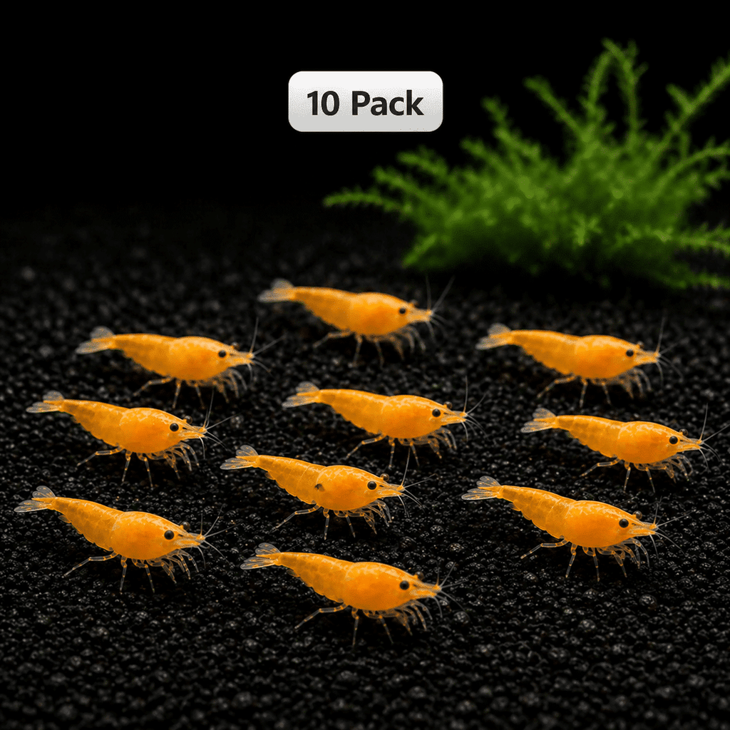 Orange Sunkist Shrimp