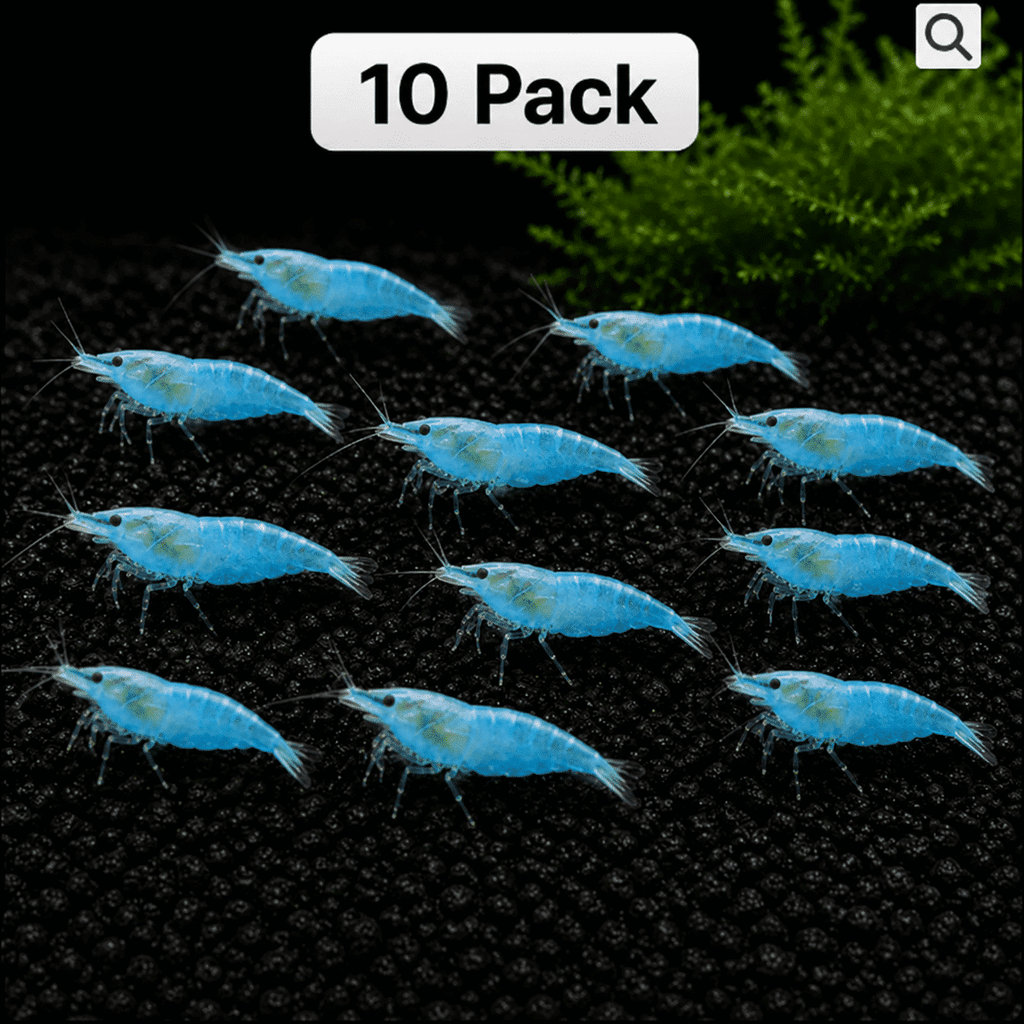 Blue Jelly Shrimp