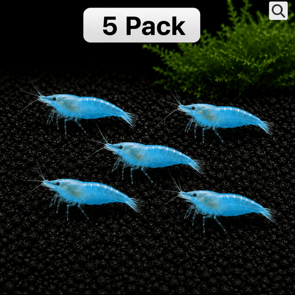 Blue Jelly Shrimp