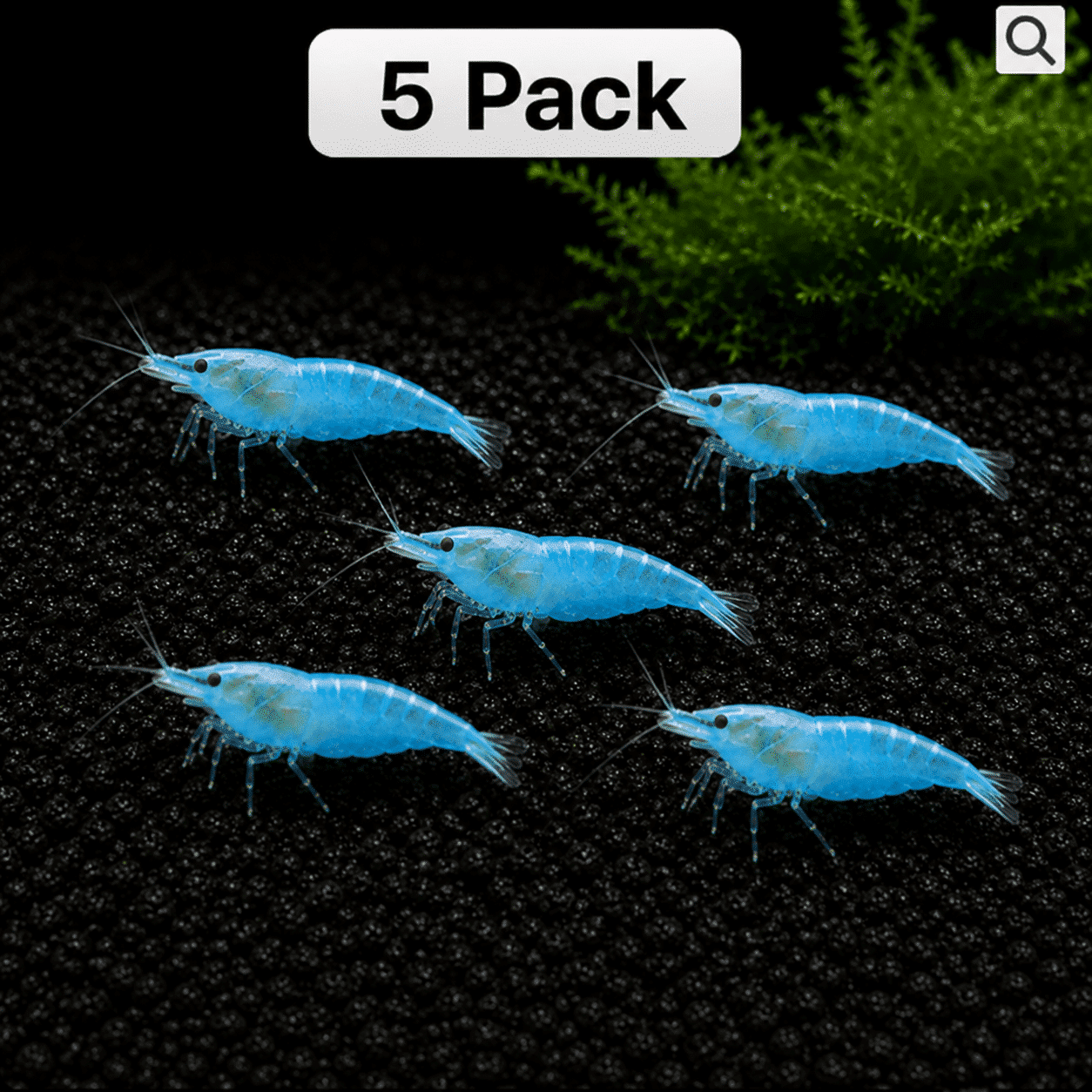 Blue Jelly Shrimp