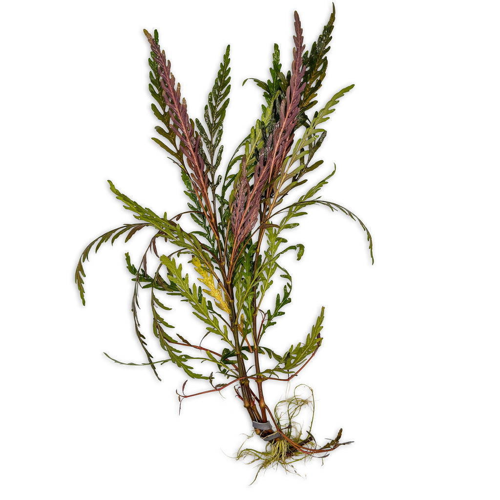 Hygrophila Pinnatifida