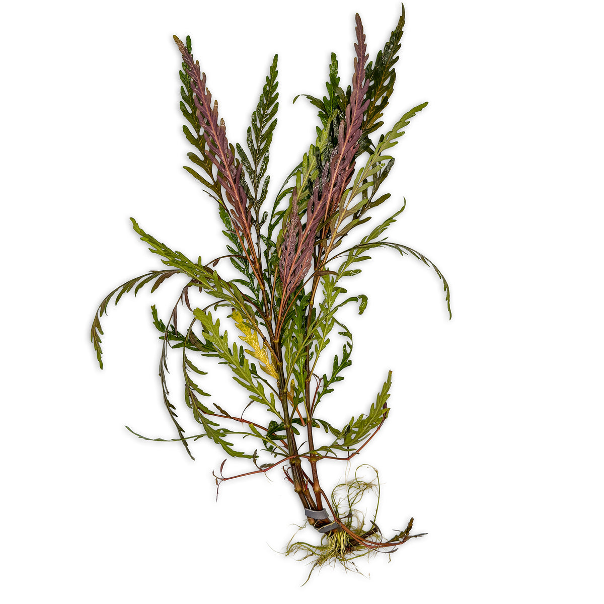 Hygrophila Pinnatifida