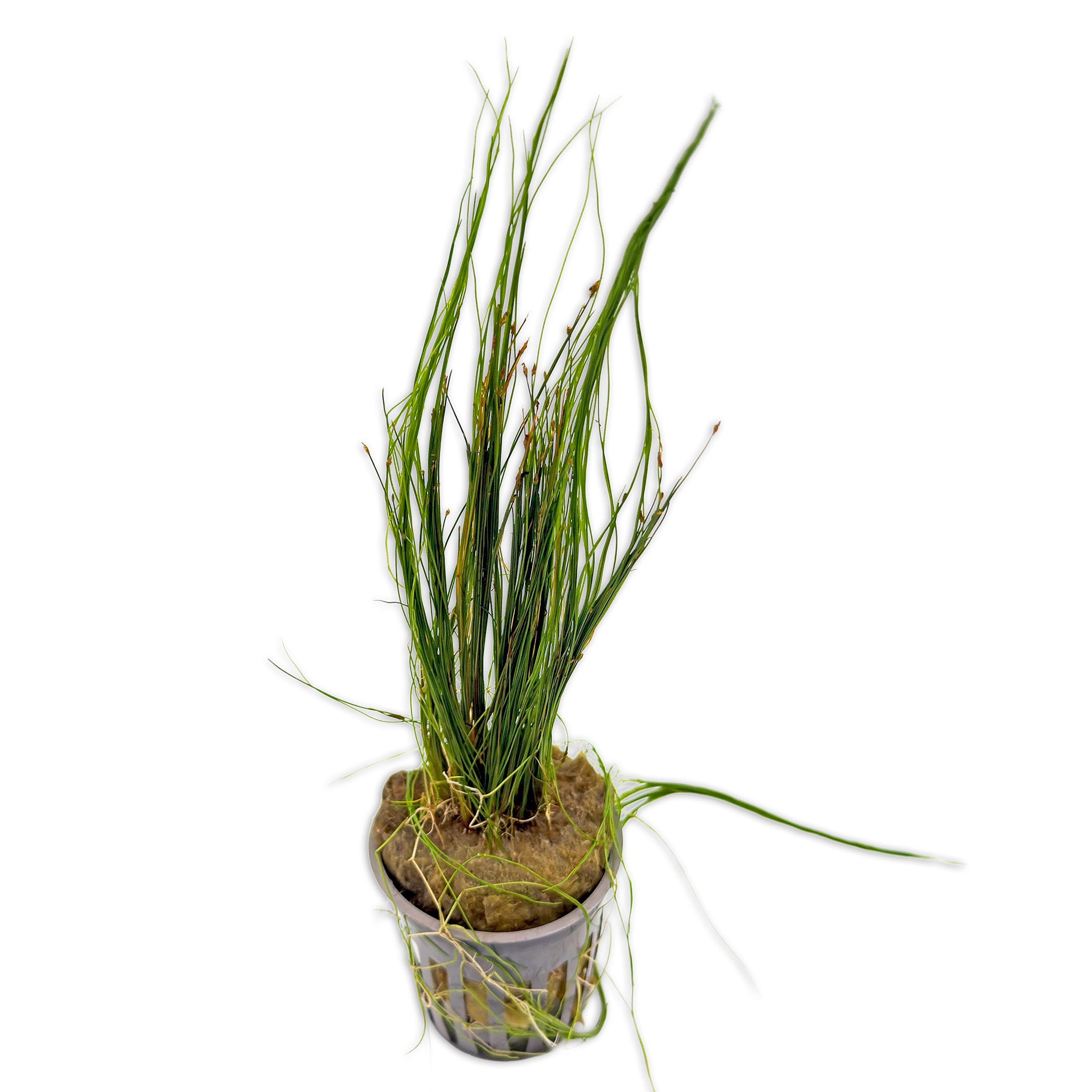 Dwarf Hairgrass