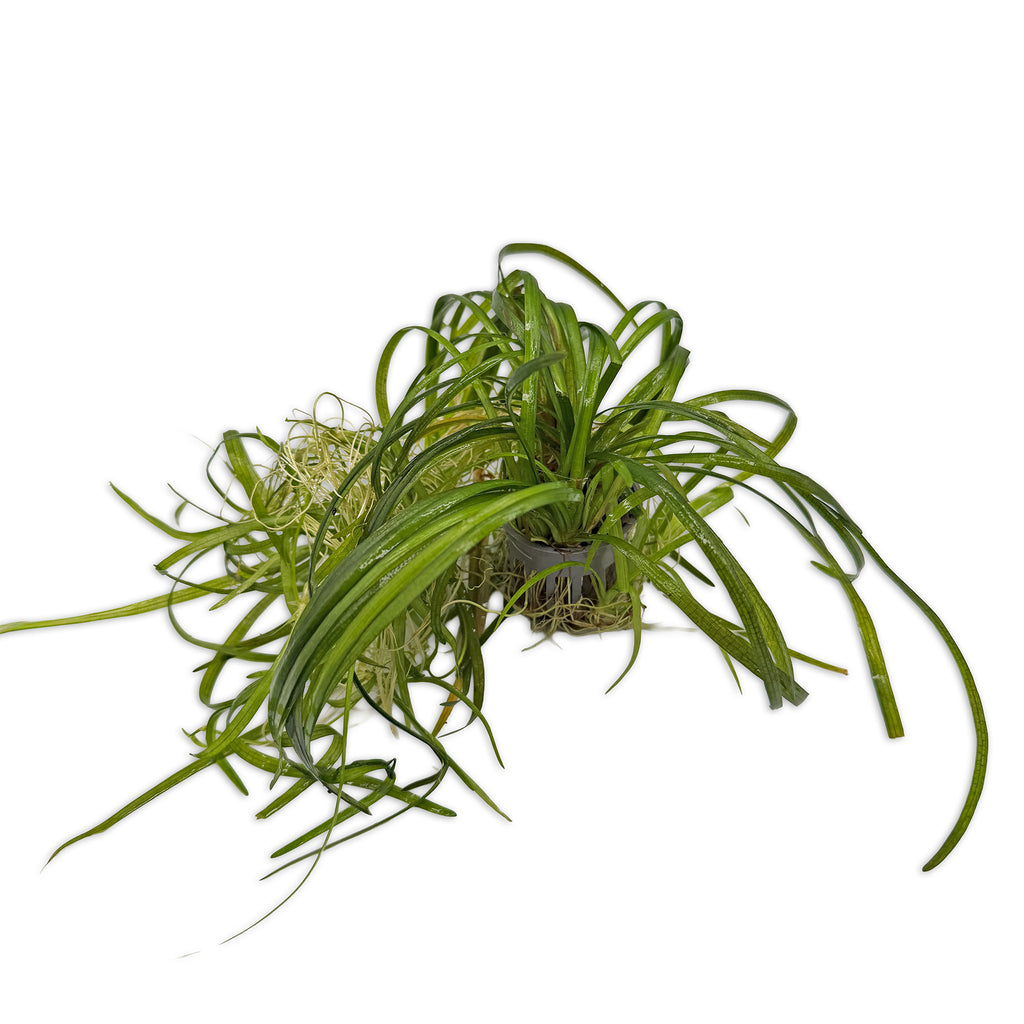 Dwarf Sagittaria