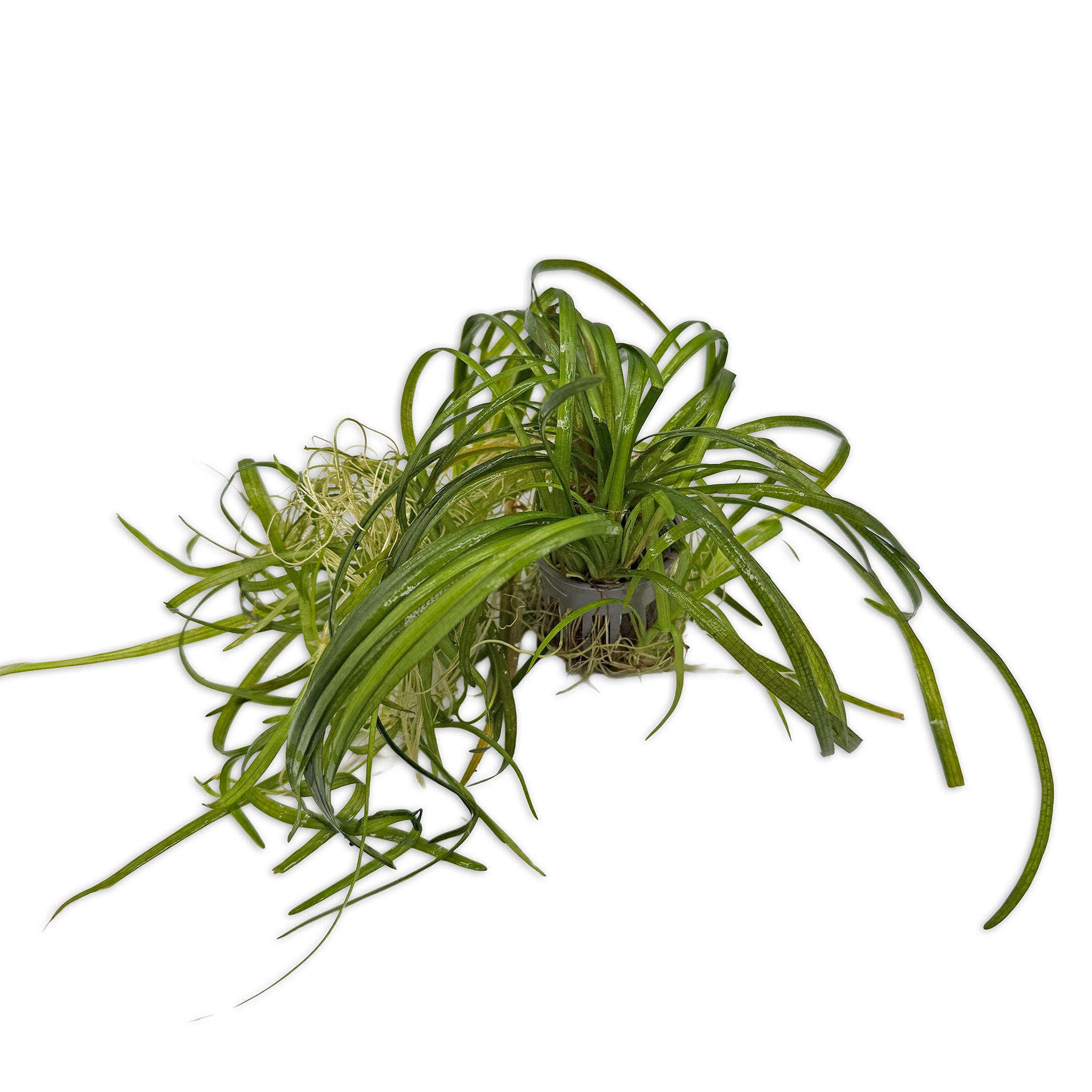 Dwarf Sagittaria