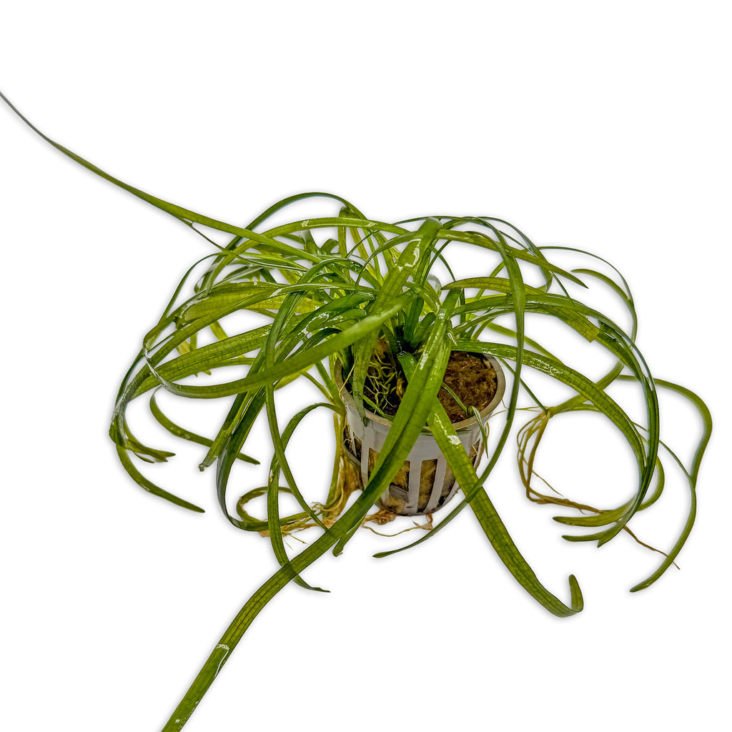 Dwarf Sagittaria