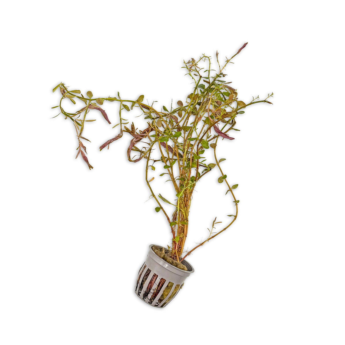 Rotala rotundifolia ‘H’ra’.