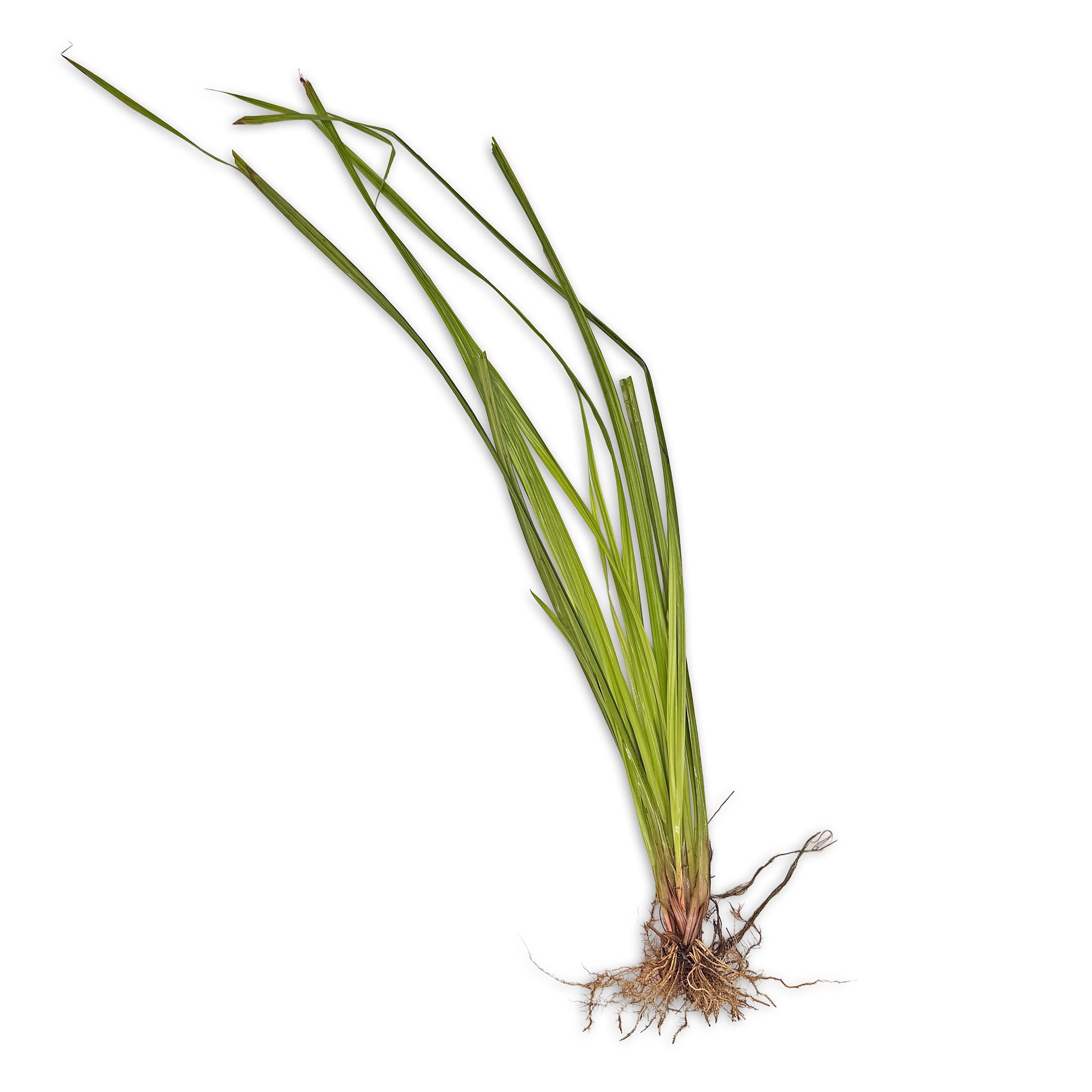 Cyperus Helferi