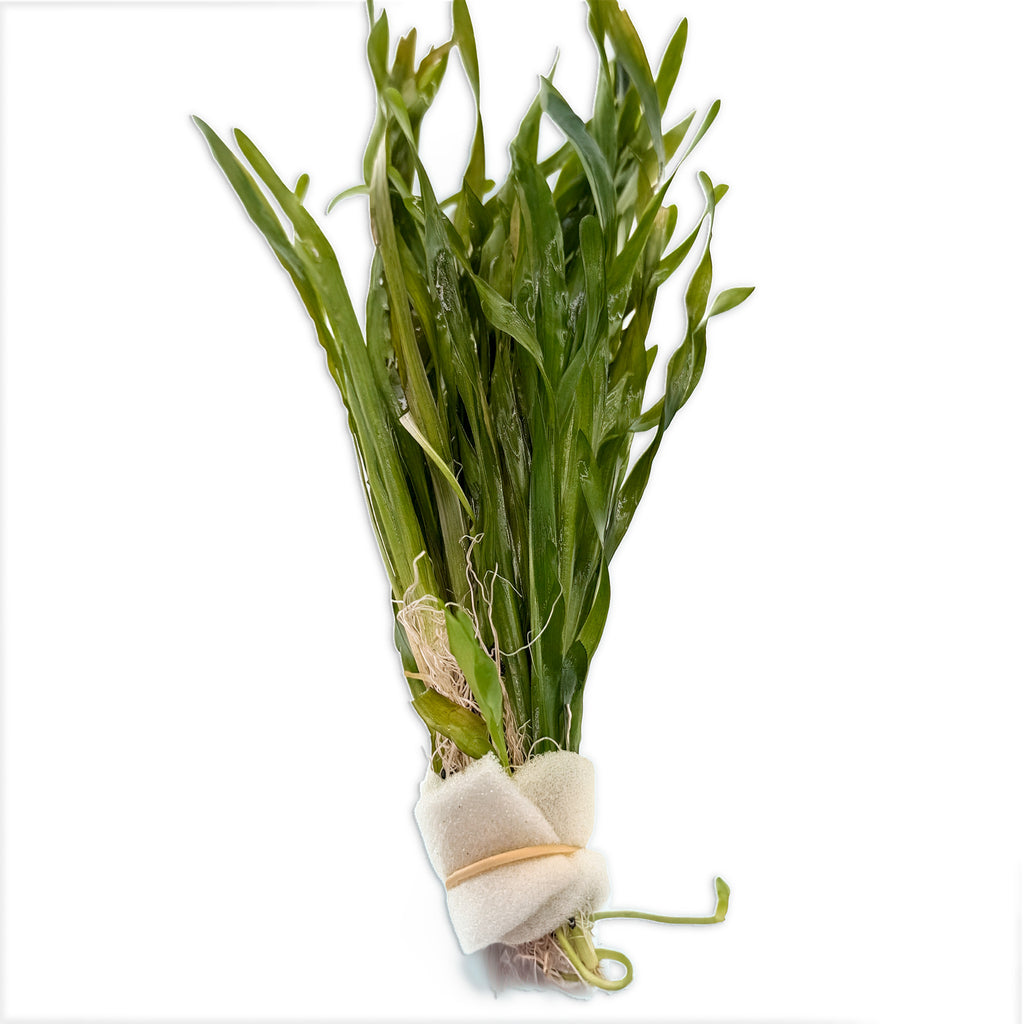 Vallisneria Contortionist