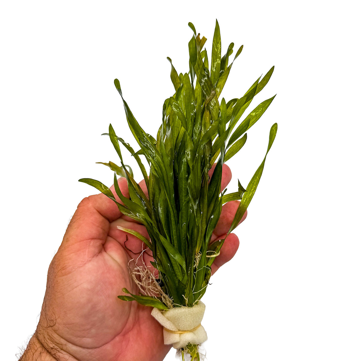 Vallisneria Contortionist