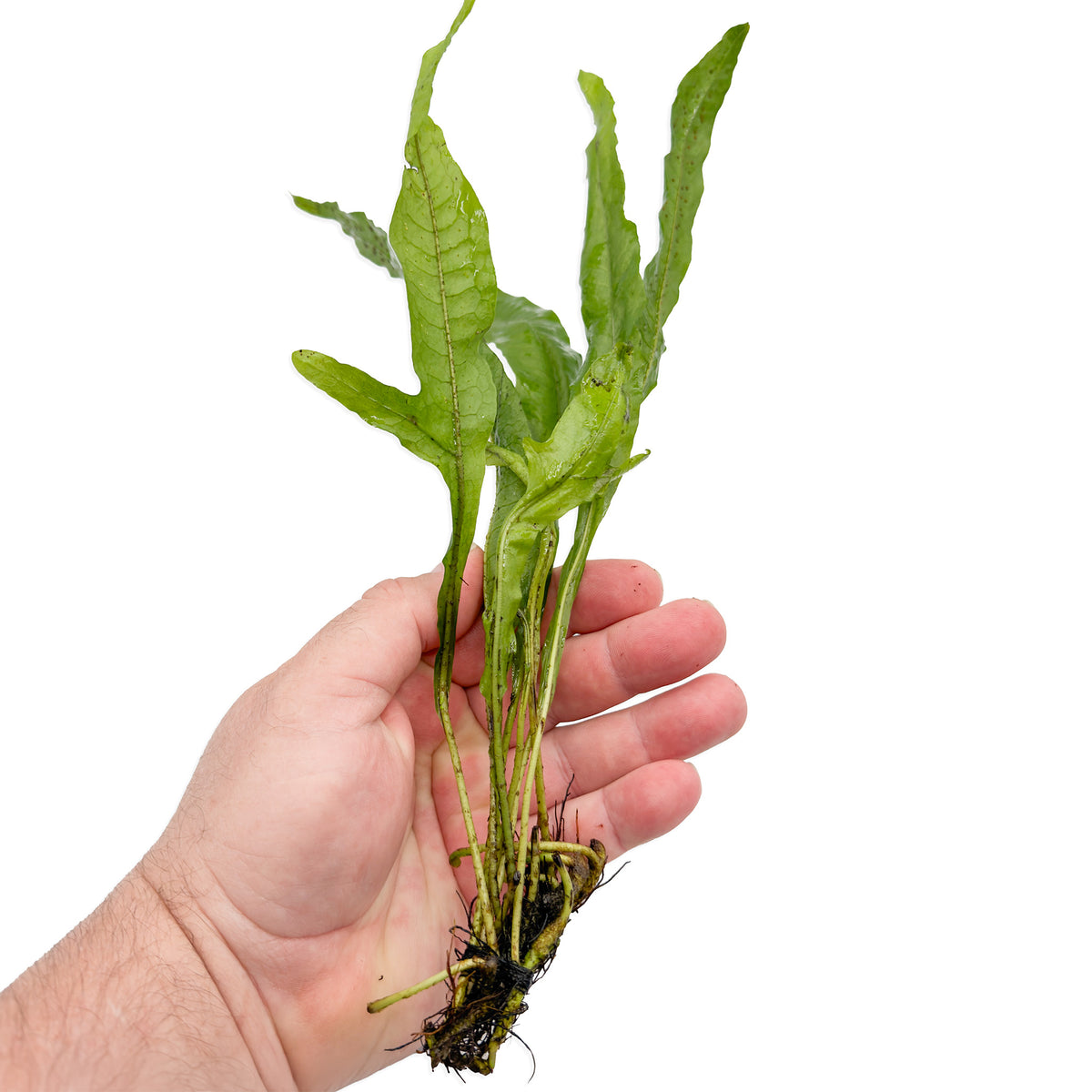Java Fern held in an open hand, showing green leaves and exposed roots.