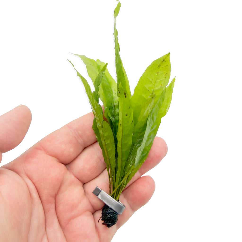 Close-up of Java Fern leaves held in a hand.