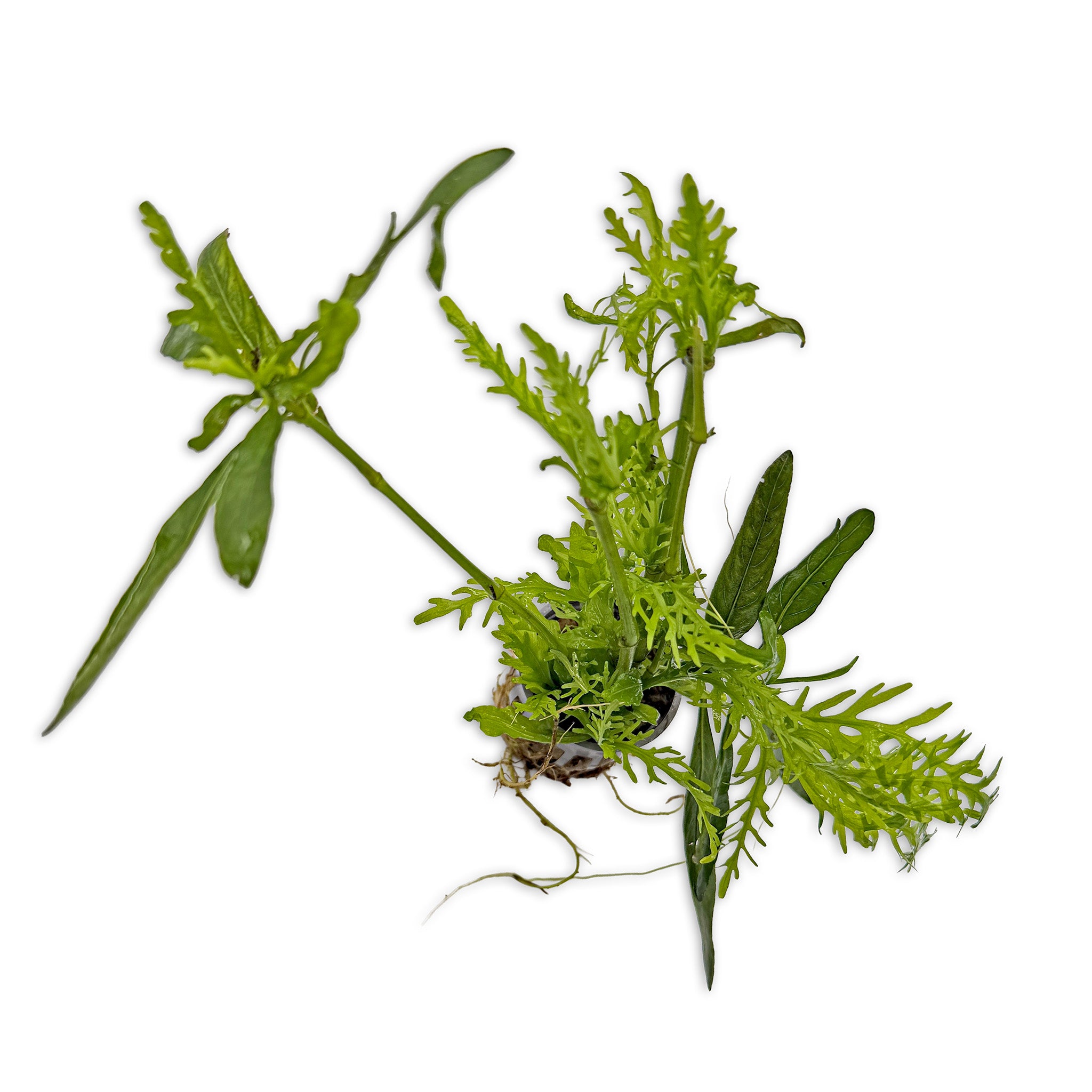 Hygrophila Odora