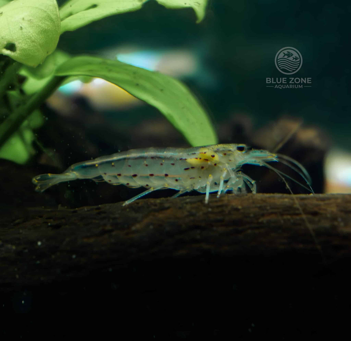 Amano shrimp (Caridina multidentata) grazing on algae and biofilm on dark aquarium substrate with green aquatic plants in the background.
