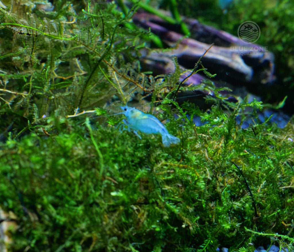 Blue Jelly Shrimp