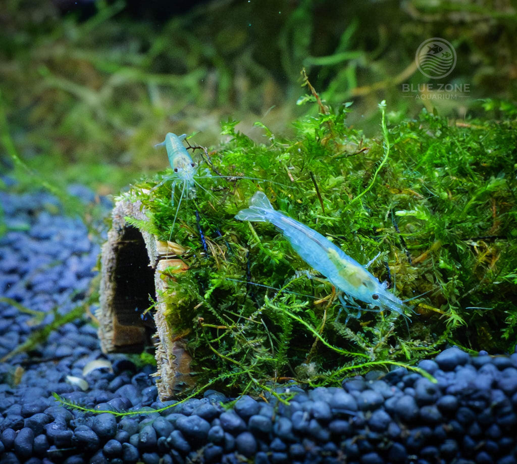 Blue Jelly Shrimp (Neocaridina davidi) grazing on aquarium plant leaves in a freshwater planted tank.