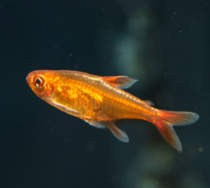 Ember Tetra