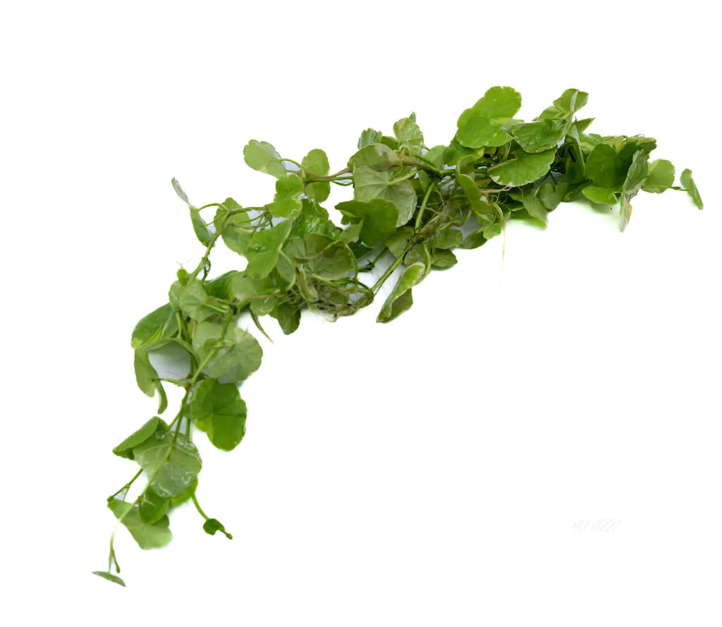 Variegated Pennywort