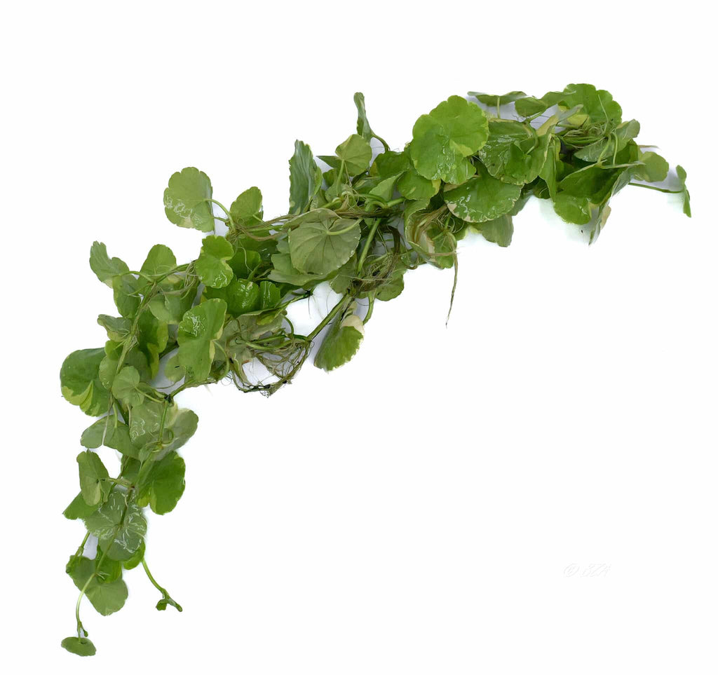 Variegated Pennywort live aquarium plant