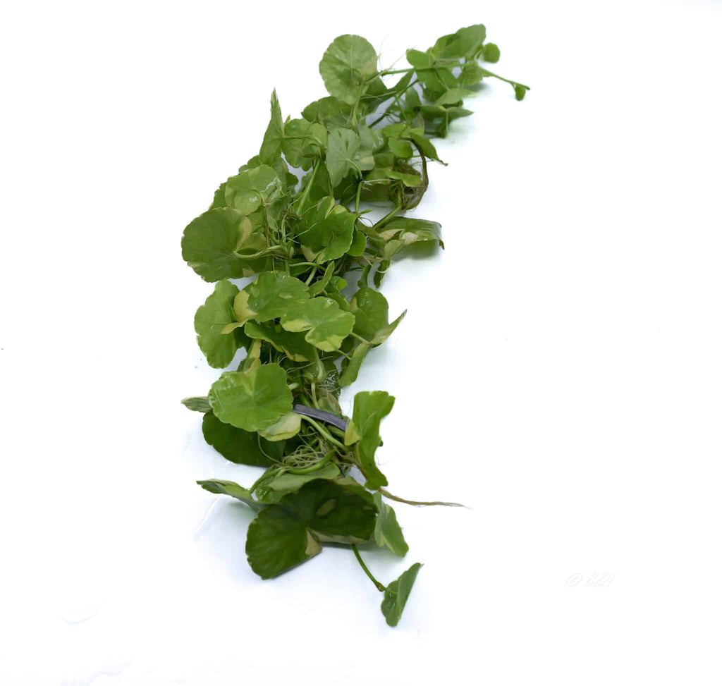 Variegated Pennywort