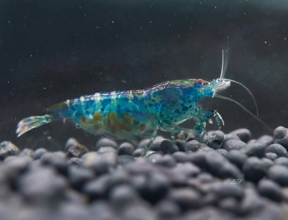 Blue Dream Shrimp 5 Pack