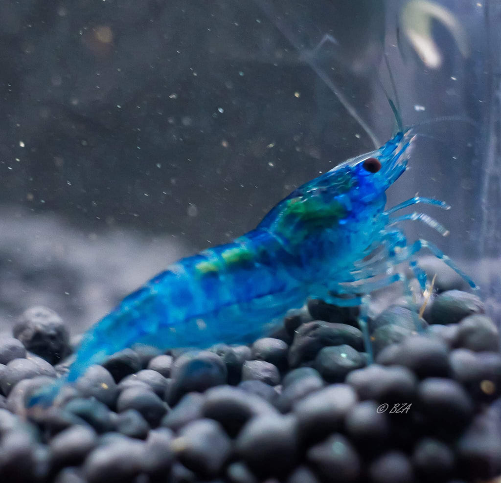Blue Dream Shrimp 5 Pack