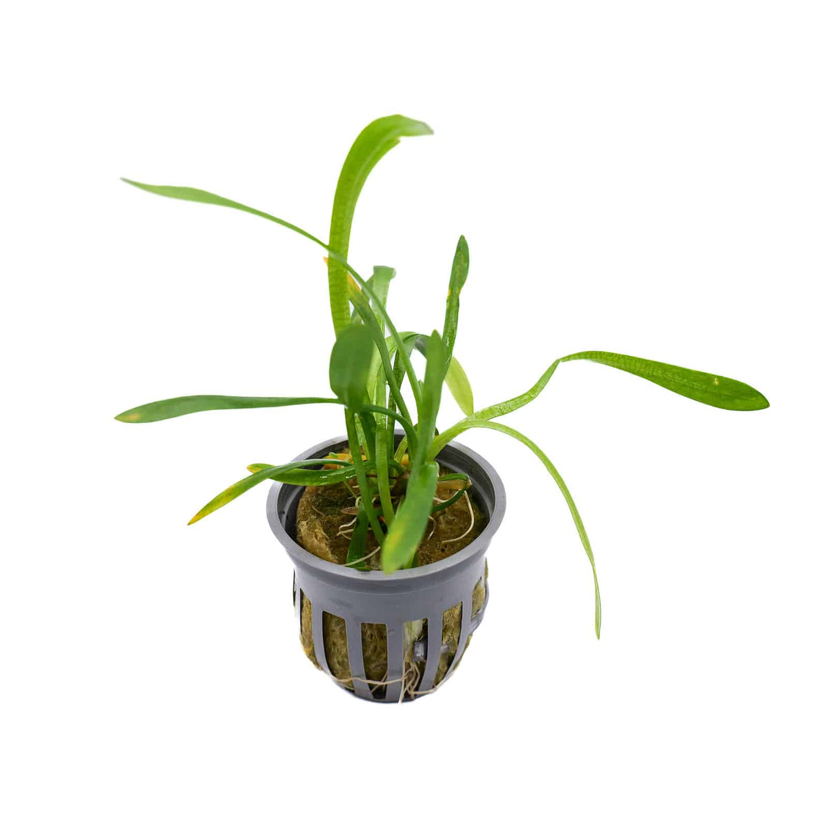 Dwarf Sagittaria 2 inch potted aquarium plant with green grass-like leaves