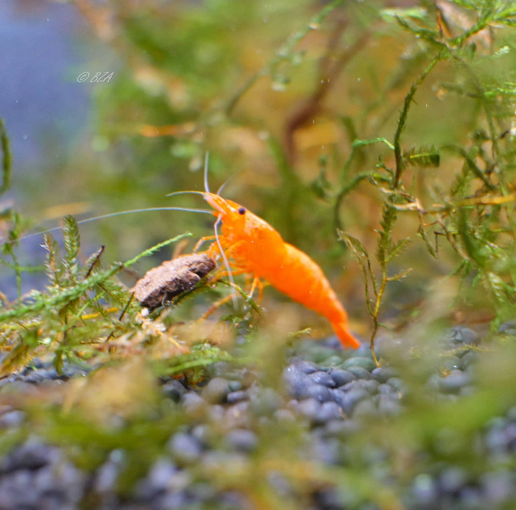 Orange Sunkist Neocaridina shrimp on planted aquarium substrate