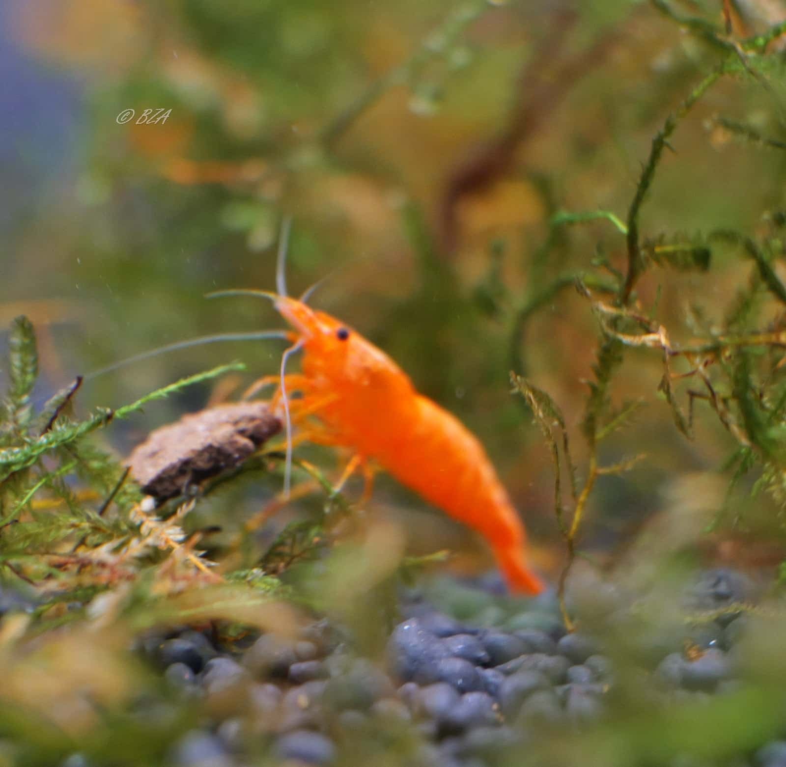 Orange Sunkist Shrimp
