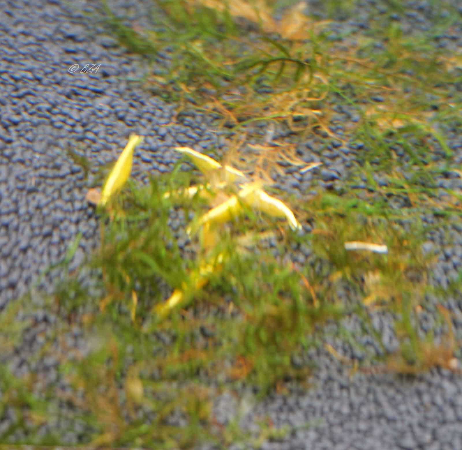 Golden Back Shrimp 5 Pack