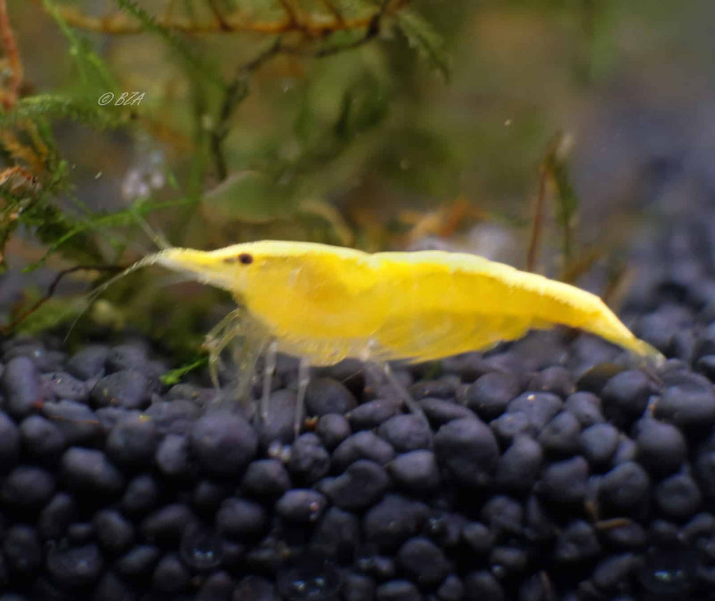 golden back