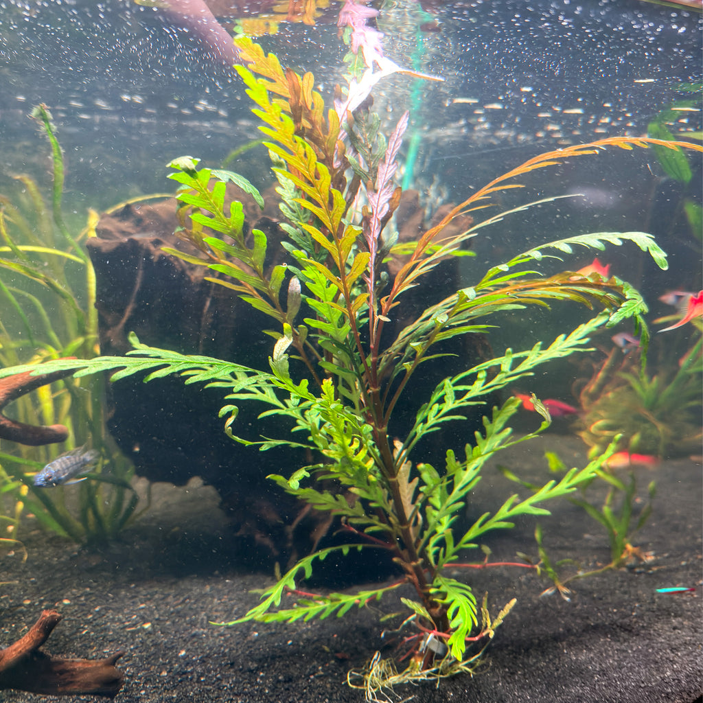 Hygrophila Pinnatifida