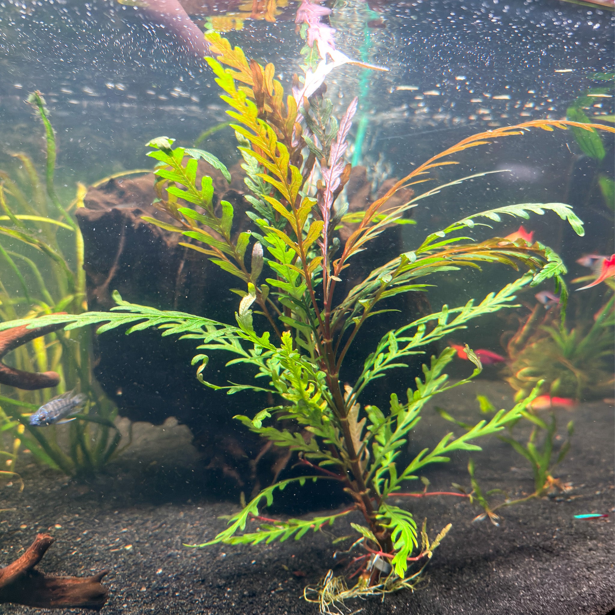 Hygrophila Pinnatifida