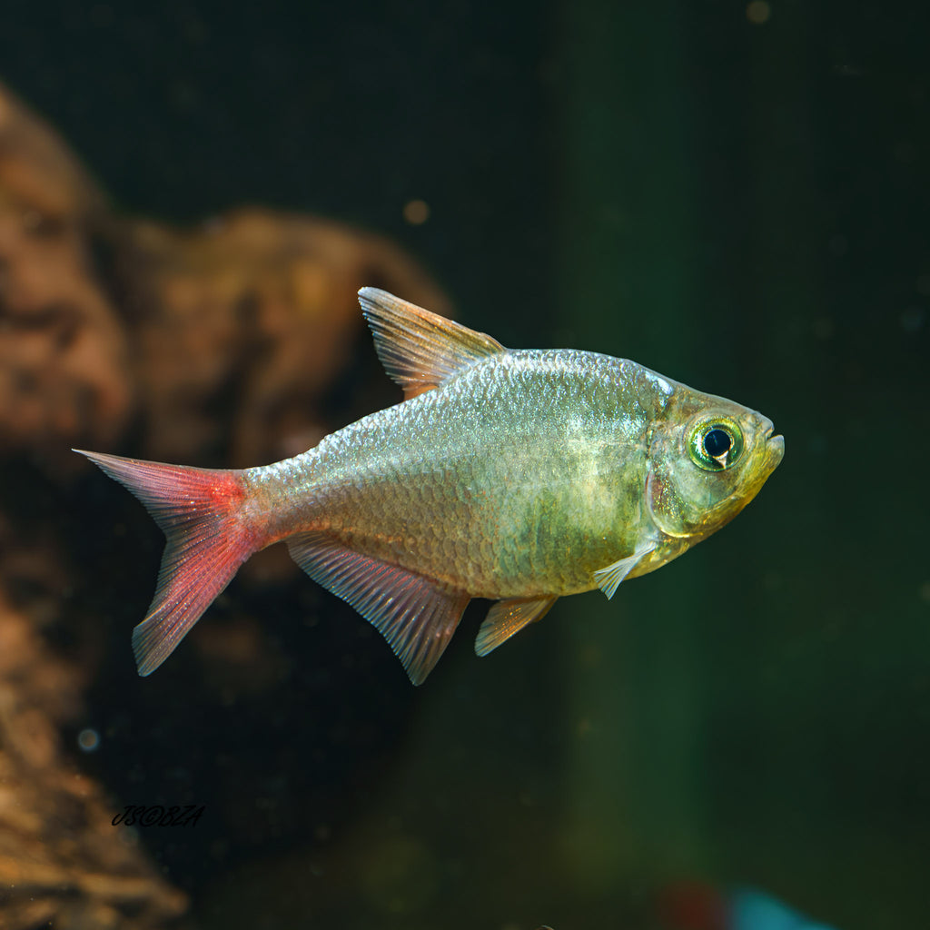 Colombian Tetra