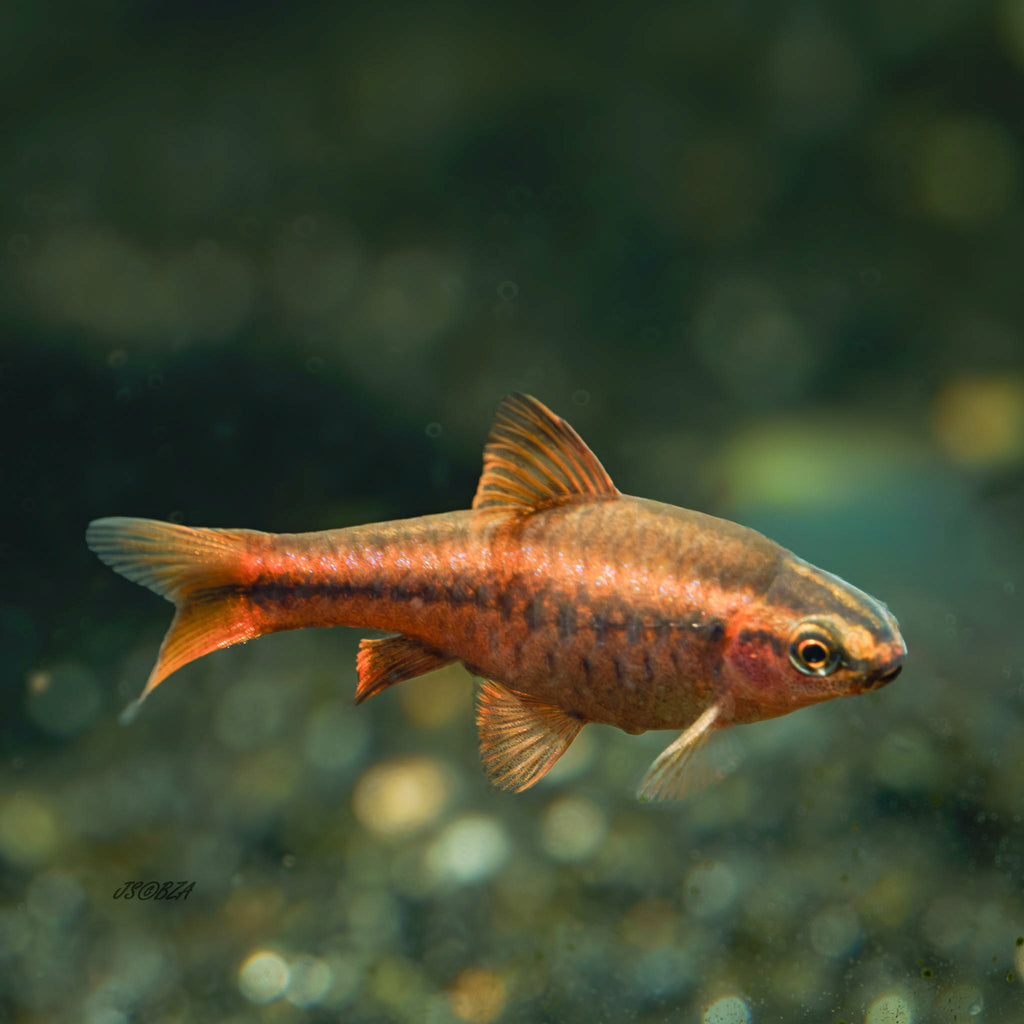 Cherry Barb