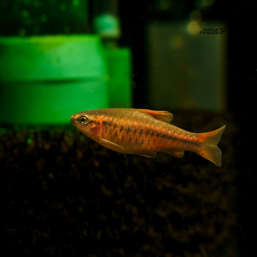 Cherry Barb