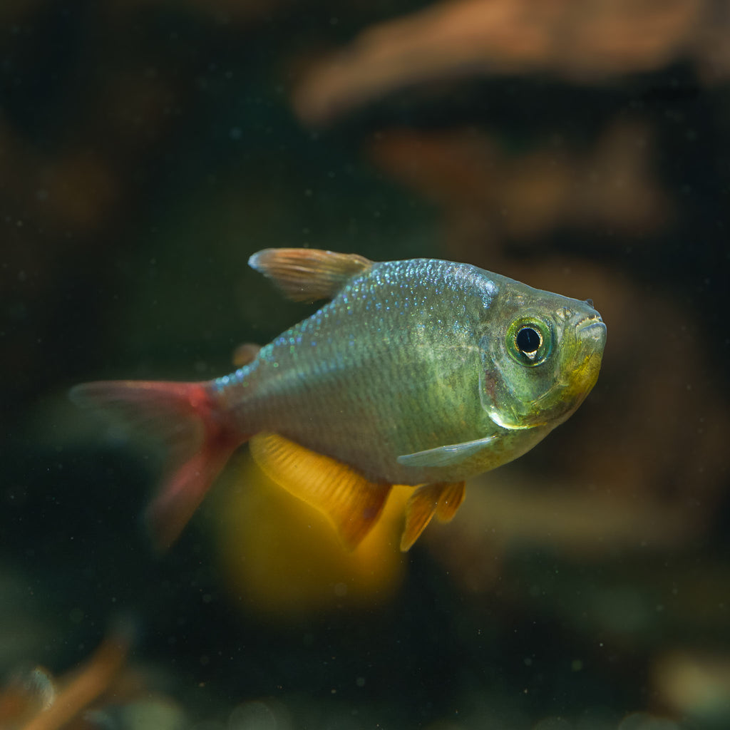 Colombian Tetra